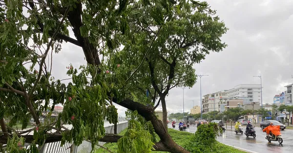 Trời TPHCM xám xịt, mưa dông làm cây xanh bật gốc