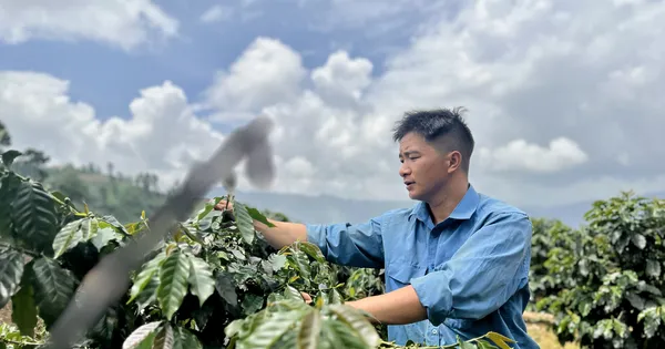 Chuyện về đoàn viên vượt khó, làm kinh tế từ cà phê trên núi đồi Tây Bắc