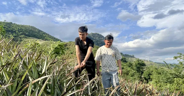 Xã vùng đang cao vươn mình thoát nghèo từ cây dứa