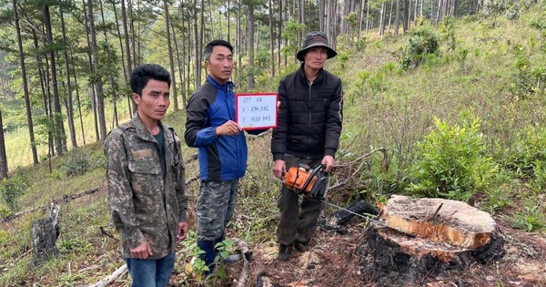 Tạm giữ hình sự 3 người cưa trộm gỗ trong rừng phòng hộ