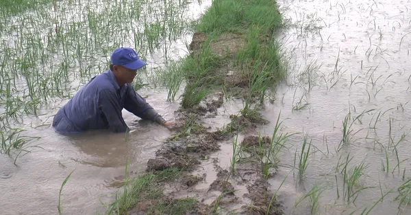 Hơn 4.600ha lúa ở Cà Mau bị ngập do mưa lớn