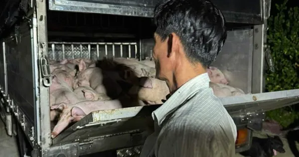 Phát hiện xe chở 120 con heo không giấy kiểm dịch