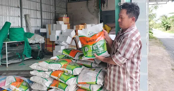 Nông dân 'ngậm trái đắng' vì mua phải lúa giống giả nhãn hiệu