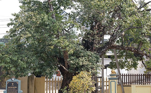 Về Đất Tổ nghe chuyện cây nghìn năm tuổi: Cây thị cổ có quả tròn quả dẹt
