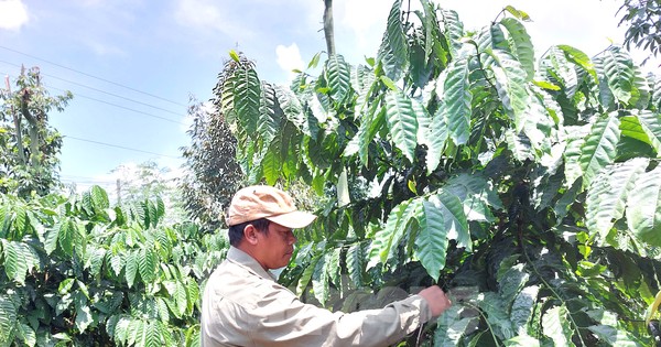 Chàng trai K’Ho giúp bà con thay đổi nếp nghĩ cách làm
