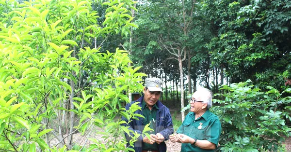 Hội cựu TNXP xây dựng quỹ hơn 4,4 tỷ đồng, hỗ trợ hội viên phát triển kinh tế
