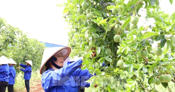 Người dân cùng liên kết giúp nông dân thoát nghèo, phát triển kinh tế