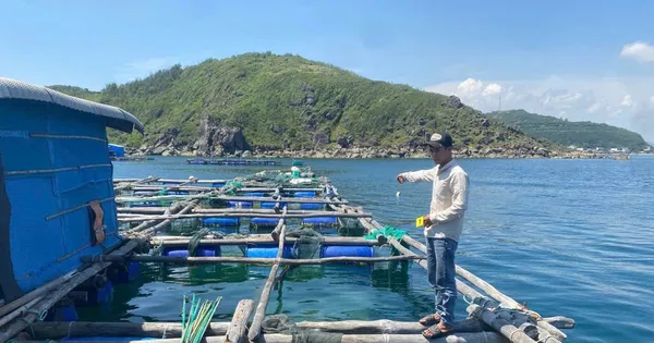 Người làm thuê trộm cắp số tôm hùm trị giá hơn 300 triệu đồng của chủ bè