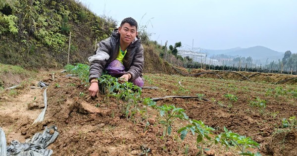 Chàng trai mồ côi kiếm hàng trăm triệu đồng nhờ trồng cà chua trên núi đồi Mù Cang Chải