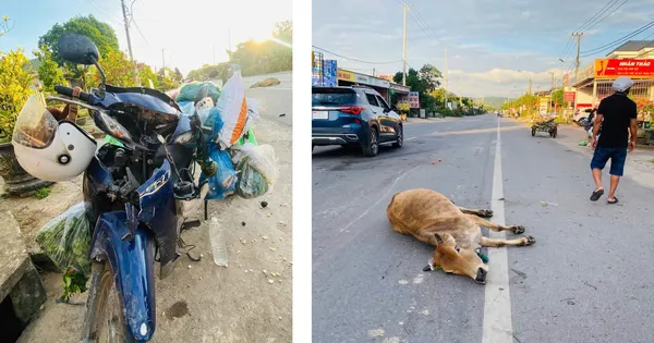 Va chạm với ô tô và bò khi lưu thông trên Quốc lộ 9, 3 phụ nữ thương vong