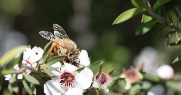 Manuka - Loài hoa tạo nên giọt mật quý từ thiên nhiên nguyên sơ