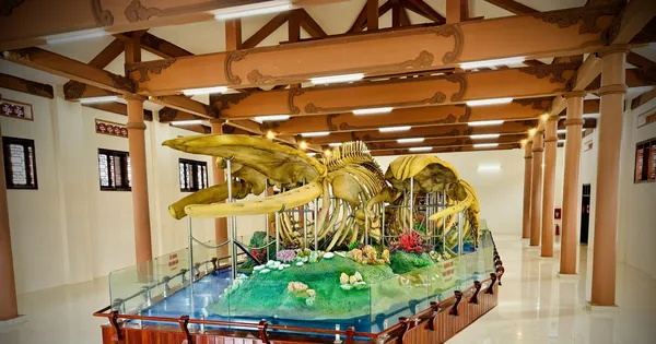 Hai bộ 'ngọc cốt' cá ông ở Lý Sơn vừa được Trao bằng xác lập Kỷ lục lớn nhất Việt Nam