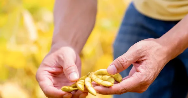 Một hạt đậu có thể 'đi' được bao xa?