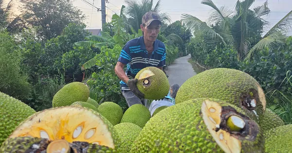 Nhiều loại trái cây rớt giá 'không lối thoát'