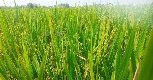 Lúa trổ bông nhưng không kết hạt ở Thanh Hóa