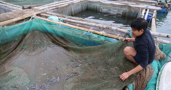 Cá nuôi lồng chết hàng loạt sau khi xuất hiện váng đen ‘lạ’ trên mặt nước