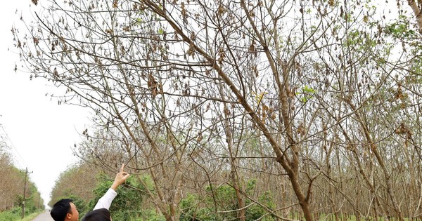 Hàng nghìn hecta cao su ở Quảng Bình đang vào vụ thu hoạch bỗng xuất hiện bệnh ‘lạ’