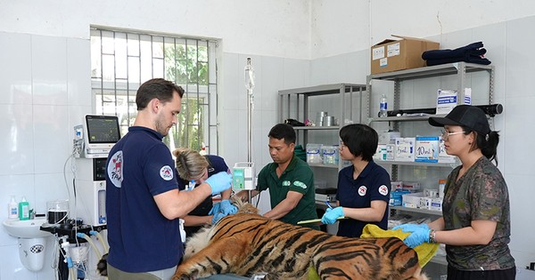 Chuyên gia nước ngoài kiểm tra sức khỏe 7 cá thể hổ đang nuôi cứu hộ tại Phong Nha-Kẻ Bàng