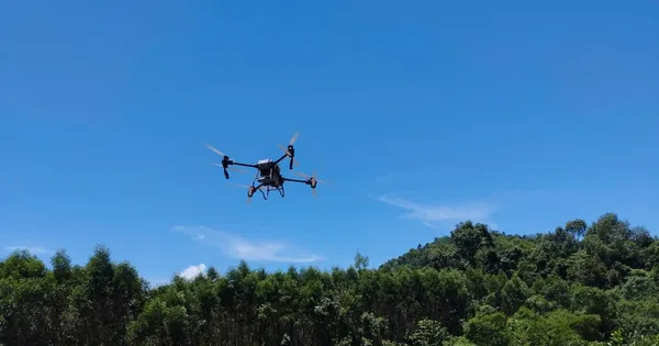 Quảng Bình dùng máy bay không người lái đối phó với nạn châu chấu hoành hành