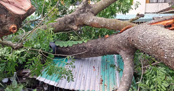 Dông lốc quật ngã cây cổ thụ ở Cần Thơ, vỉa hè bị xé toạc