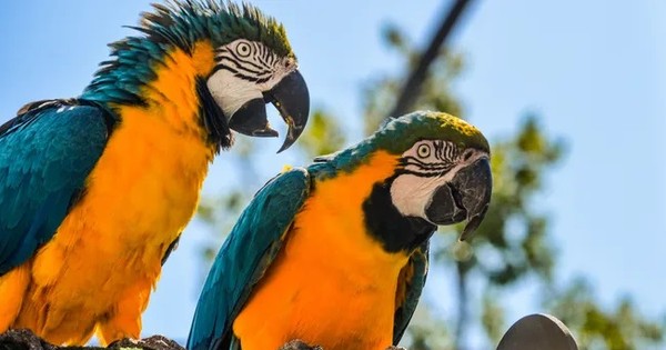 Liệu vẹt có thực sự hiểu những gì chúng nói?