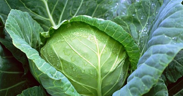 Ăn bắp cải giúp phòng ngừa ung thư