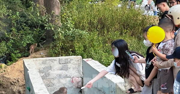 Tái diễn tình trạng người dân vô tư cho khỉ ăn ở Sơn Trà