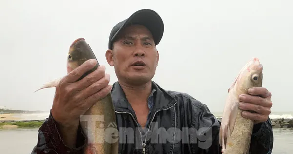 Người Đà Nẵng đổ ra biển bắt cá nước ngọt sau mưa