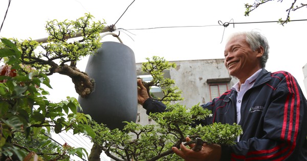 Vườn bonsai ngược của dị nhân xứ Quảng
