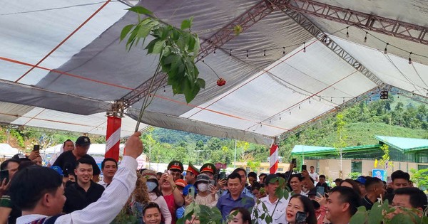 Công nhận tri thức dân gian về sâm là Di sản văn hóa phi vật thể quốc gia
