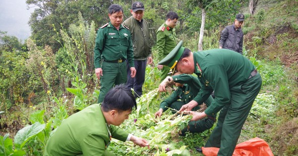 Phát hiện gần 1.000 cây thuốc phiện trong vườn rau cải tại Hà Giang