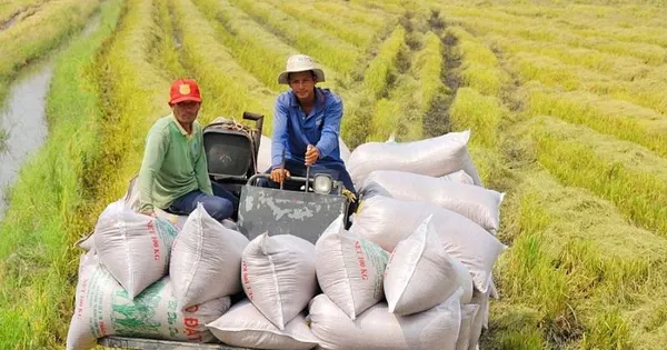 Việt Nam đứng trước cơ hội lớn định hình lại ngành lúa gạo