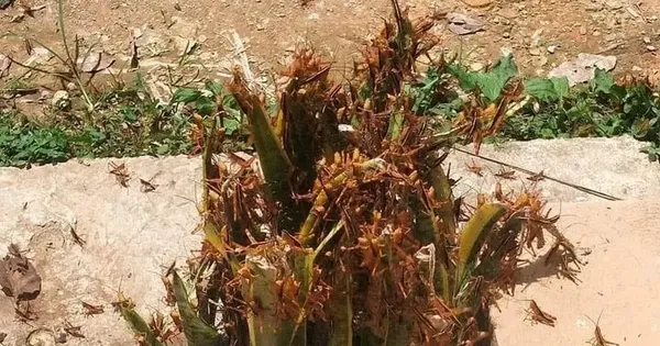 Châu chấu tre bùng phát, 12 tỉnh phía Bắc triển khai biện pháp ngăn chặn