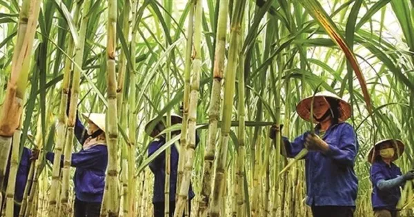 Đường tồn đọng chưa từng có, nhiều nhà máy 'cháy' kho
