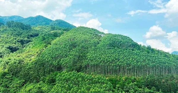 'Ông trùm' Amazon muốn mua tín chỉ carbon rừng Việt Nam
