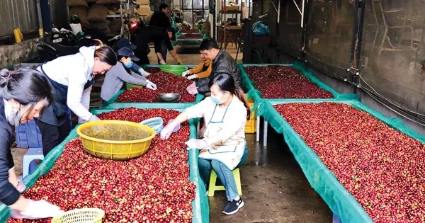 Lý do giá cà phê lao dốc