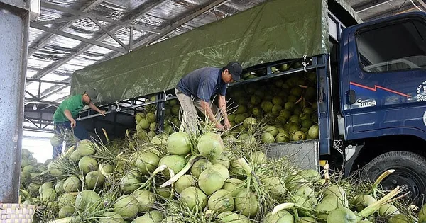 Vì sao Việt Nam vừa phải chi khoản tiền rất lớn nhập khẩu dừa?