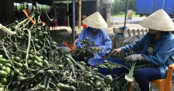 Việt Nam nhập khẩu rất nhiều cau Trung Quốc làm gì?