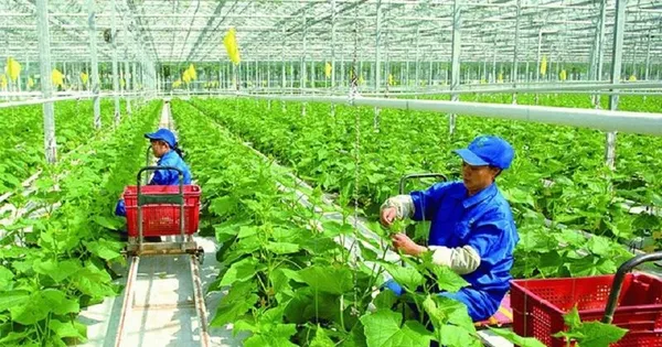 Thứ trưởng Nông nghiệp: Giảm phát thải mới dừng lại ở dự án nhỏ lẻ