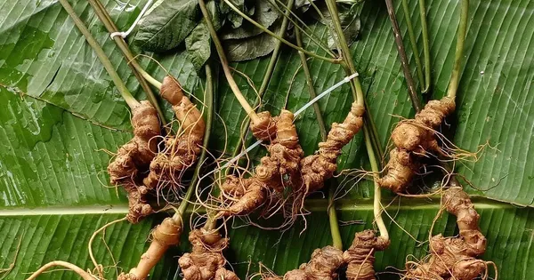 Sâm Lai Châu – 'Báu vật' giữa đại ngàn và giấc mơ thương hiệu quốc gia