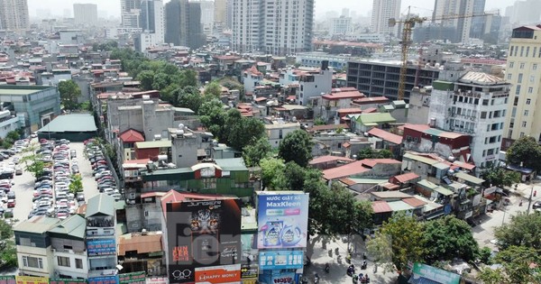 Cận cảnh hàng cây cổ thụ sắp bị di chuyển, chặt hạ để mở đường 'đắt nhất hành tinh'
