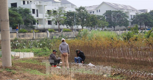 tienphong.vn