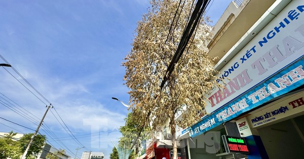 Cây xanh trên phố chết bất thường ở Quảng Ngãi
