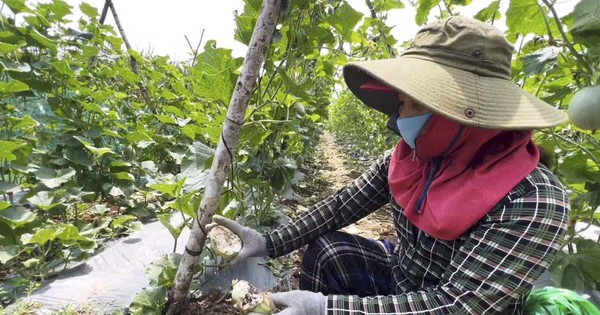 Đàn khỉ hoang quậy phá khiến người dân Quảng Ngãi mất ăn mất ngủ