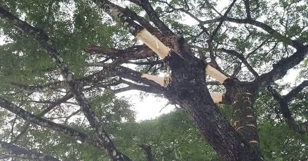 Nhiều cây me tây cổ thụ ở Quảng Ngãi bị cạo vỏ