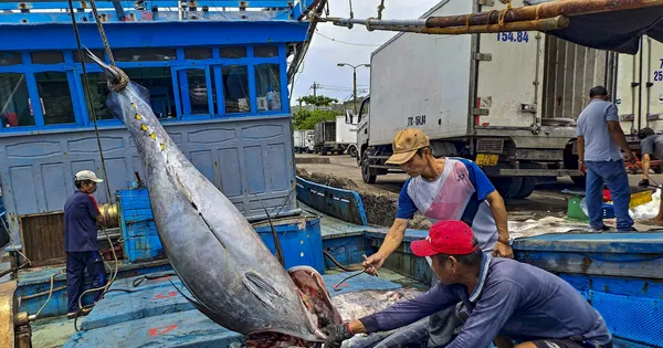 Xem ngư dân ‘khui hầm’ cá đánh bắt được từ Hoàng Sa, Trường Sa