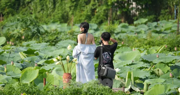 Bất chấp nóng bức, các nàng thơ vẫn nô nức chụp ảnh với sen Hồ Tây