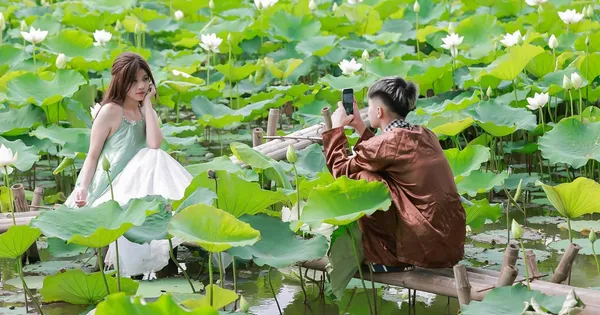 Đầm sen trắng ở ngoại thành Hà Nội thu hút giới trẻ