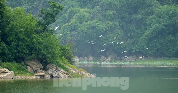 Cảnh hoang sơ, thơ mộng hồ Tuy Lai ngay ngoại thành Hà Nội