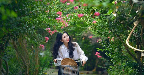 Ngắm những đường hoa tường vi đẹp như cổ tích giữa lòng Hà Nội